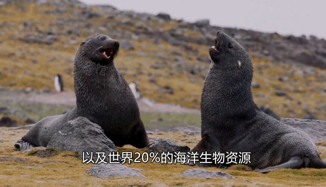南极海豹